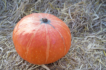 Pumpkin5