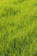 Green grass surface background