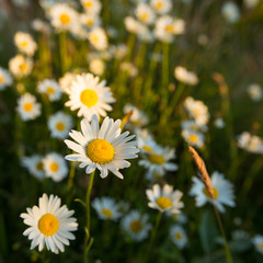 white daisy in the garden