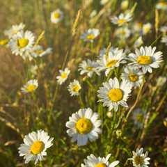 white daisy in the garden