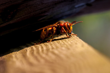 Resting hornet