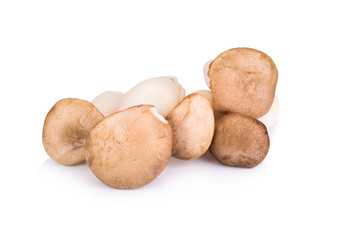 Fototapeta na wymiar King Oyster mushroom on white backgroud.