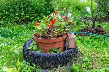 Flower in the flowerbed of tires