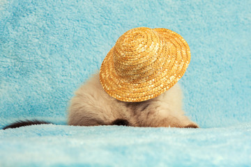Portrait of kitten wearing straw hat