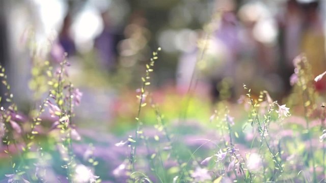 Rolling focus on colored summer grass