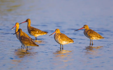 Group of Eastern Black-tailed Godwit(Limosa melanuroides) in nature 