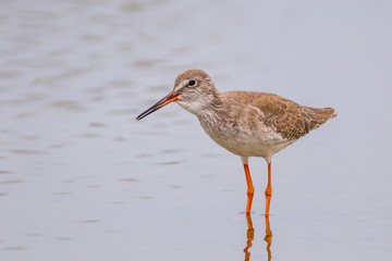 Close up of  Common Redshank (Tringa totanus) singing  in nature of Thailand