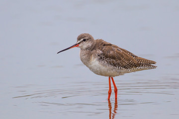 Close up of Portrait of Spotted Redshank  (Tringa erythropus ) in nature 