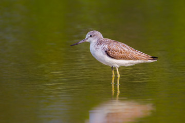 Portrait of Common Greenshank (Tringa nebularia) walking in nature of Thailand