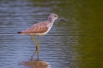 Common Greenshank (Tringa nebularia) walking in nature of Thailand
