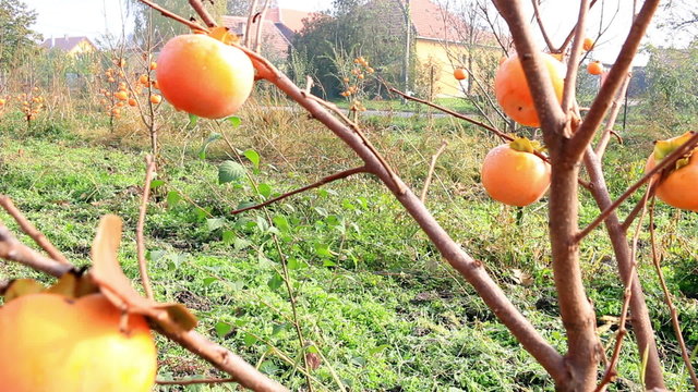 Farmer picking japanese persimmon in a orchard, sharon fruit