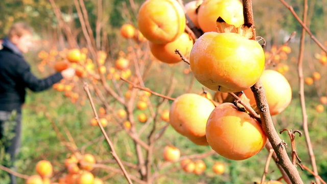 Farmer checking japanese persimmon in a orchard, sharon fruit