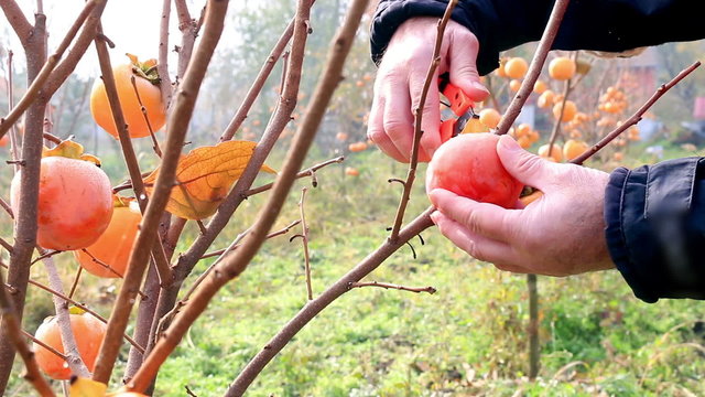 Farmer picking japanese persimmon in a orchard, sharon fruit