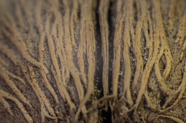 Alstonia seed
