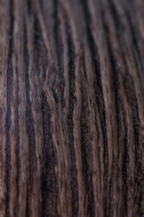 Fototapeta premium Alstonia seed
