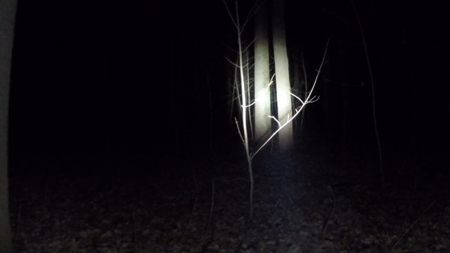 POV shot as you walk through a spooky scary forest at night. 