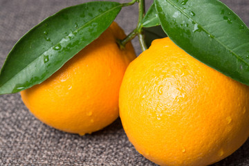 fresh sweet oranges