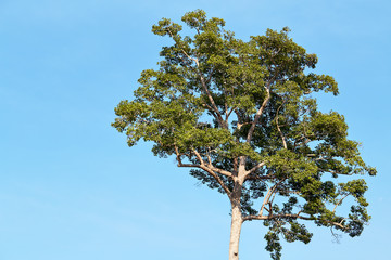 Dipterocarpus alatus