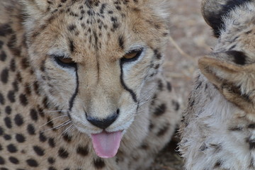Cheetah in Ann Van Dyk Cheetah Center