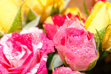 Bouquet of  pink, yellow, orange and red fresh roses with water drops