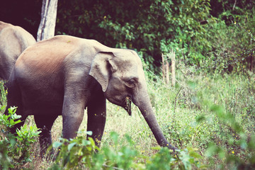 Elephant on Sri Lanka