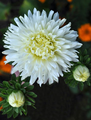 White aster flower