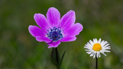 Obraz premium Spring flowers in the wind
