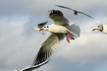 Fototapeta premium Black-headed Gull, Chroicocephalus ridibundus