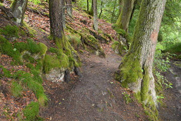 Waldweg