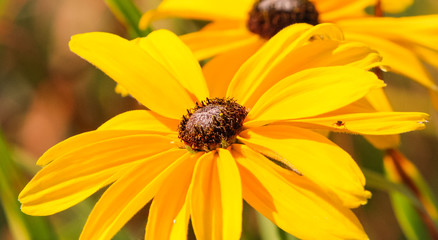 A tiny flying insect investigates the bright colored petals of yellow daisy flower in full bloom in late spring.