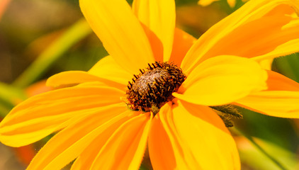 Bright colored petals of yellow daisy flower in full bloom in late spring.