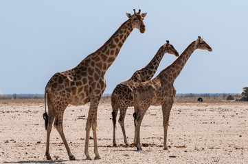 Obraz na płótnie Canvas Giraffen im Etosha-Nationalpark; Namibia