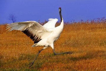 Red-crowned Crane
