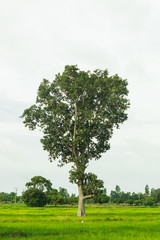Fototapeta na wymiar big tree on field