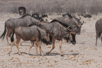 Gnu Herde auf dem Weg zum Wasserloch; Etosha; Namibia
