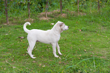 Cute white dog on the grass in the park