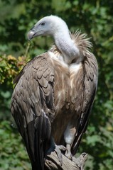 Perching vulture
