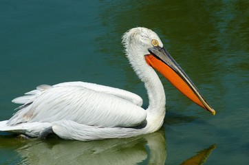 pelican floating on the water