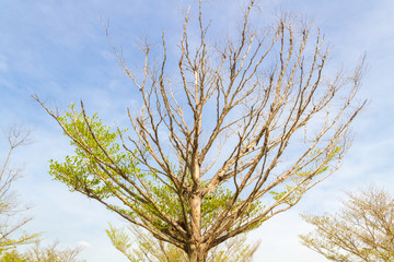 Terminalia ivorensis also called idigbo, black afara, framire, emeri and various other names, Tropical tree in the northeast of Thailand.