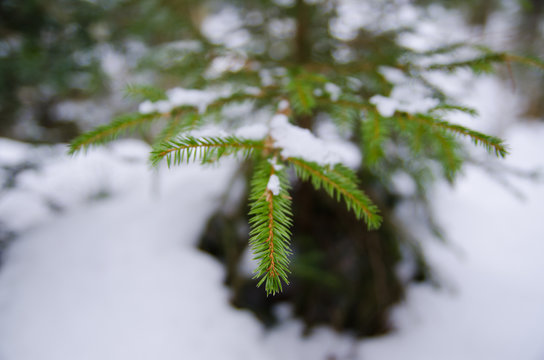 Fototapeta The branch of spruce in the snow