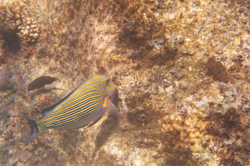 Fototapeta na wymiar Clown surgeonfish in Indian Ocean near Seychelles.