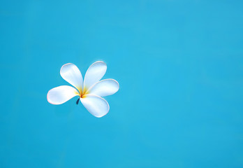 Beautiful a single white frangipani flower floating on the blue swimming pool. Composition of copy space for design and text background.