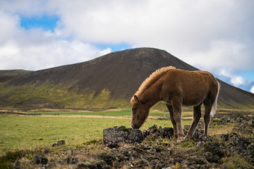 Obraz na płótnie Canvas Icelandic Pony in the pasture