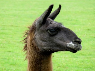 lama