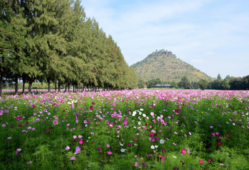 flower/garden/ field/ spring/