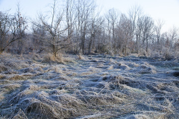 Frosty morning .