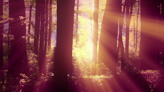 Sun Shines through Leaves in Mysterious Deep Forest
