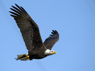 Bald Eagle in Flight With Large Fish