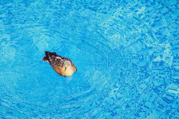 Seagull in the Pool