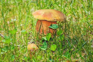 Mushroom in the Grass
